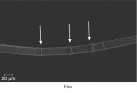 Figure 6: Flax surface features