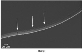 Figure 8: Hemp surface features