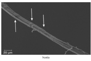 Figure 7: Nettle surface features
